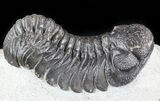 Austerops Trilobite With Nice Eyes #57663-1